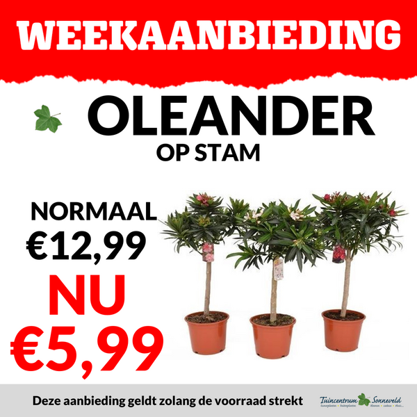 OLEANDER OP STAM €5,99