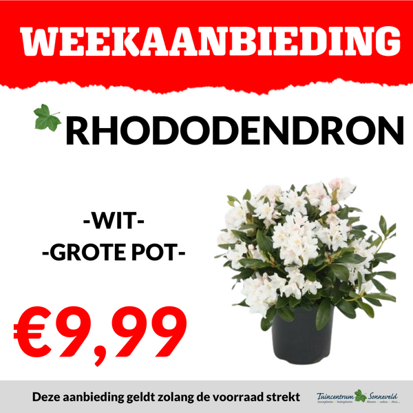 RHODODENDRON €9,99