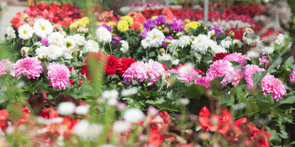 Bloemen lage zwaluwe