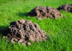 Plagen in de tuin