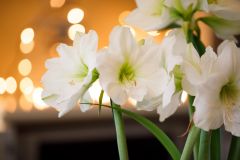 Amaryllis: kamerplant, bloembol én snijbloem van dit moment