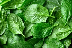 Van zaadje tot salade: tips voor de moestuin!
