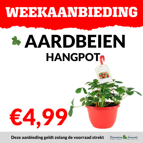 AARDBEI HANGPOT €4,99