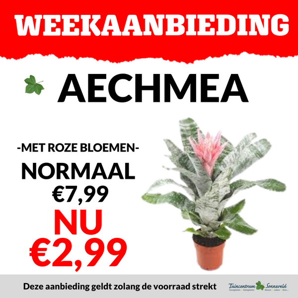 AECHMEA €2,99