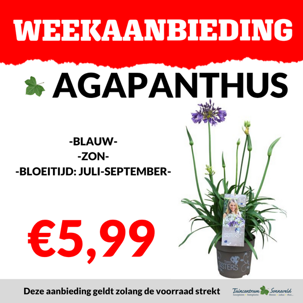 AGAPANTHUS €5,99