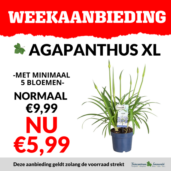 AGAPANTHUS XL €5,99