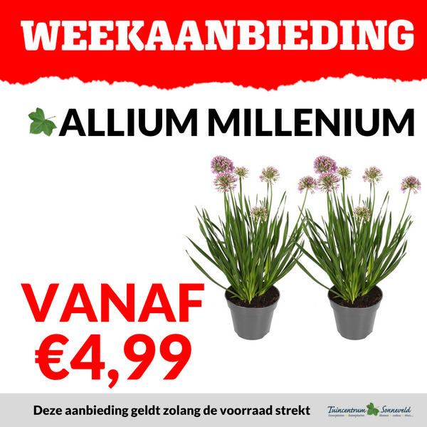 ALLIUM VANAF €4,99
