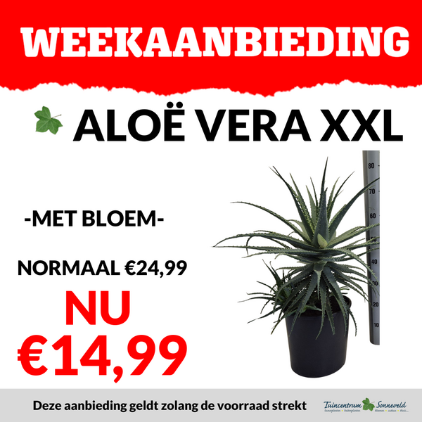 ALOE VERA XXL €14,99