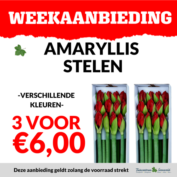 AMARYLLIS 3 VOOR €6,00