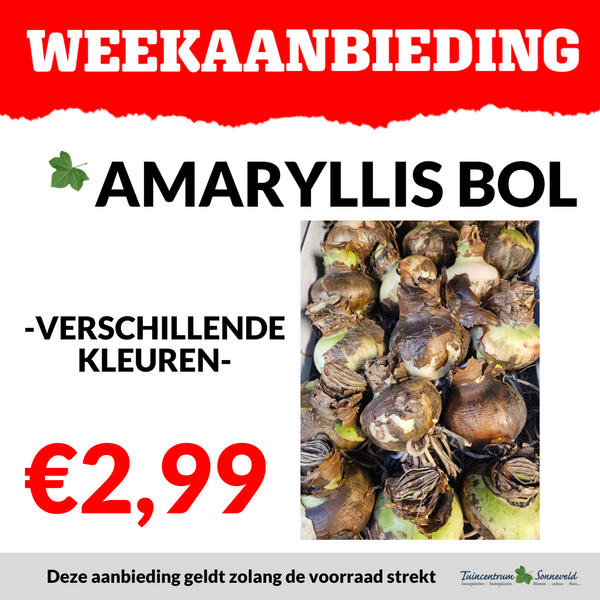AMARYLLIS BOL €2,99
