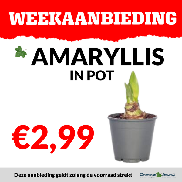AMARYLLIS IN POT €2,99