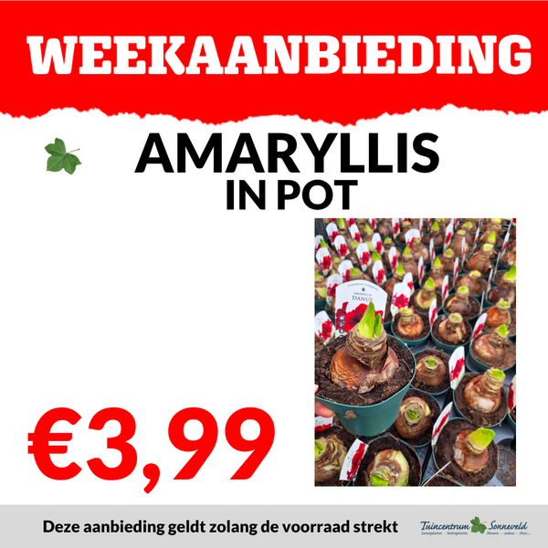 AMARYLLIS IN POT €3,99