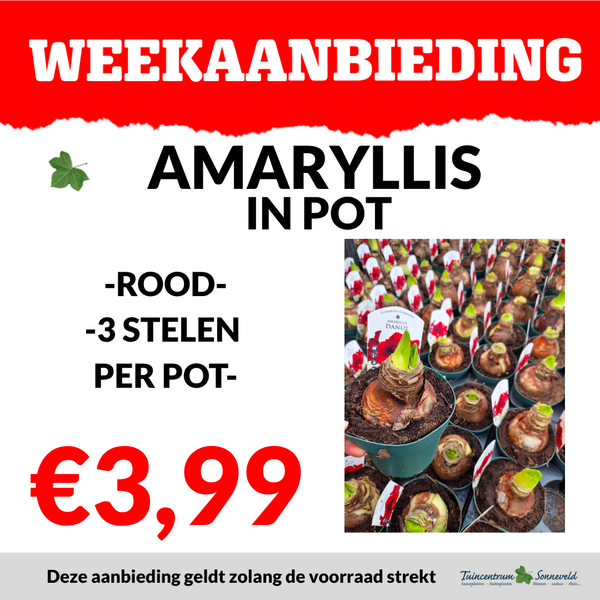 AMARYLLIS IN POT €3,99