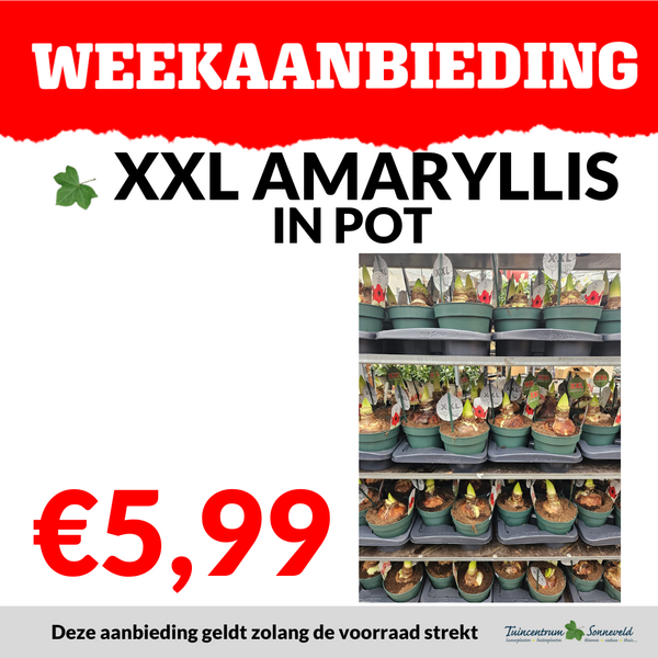 AMARYLLIS XXL €5,99
