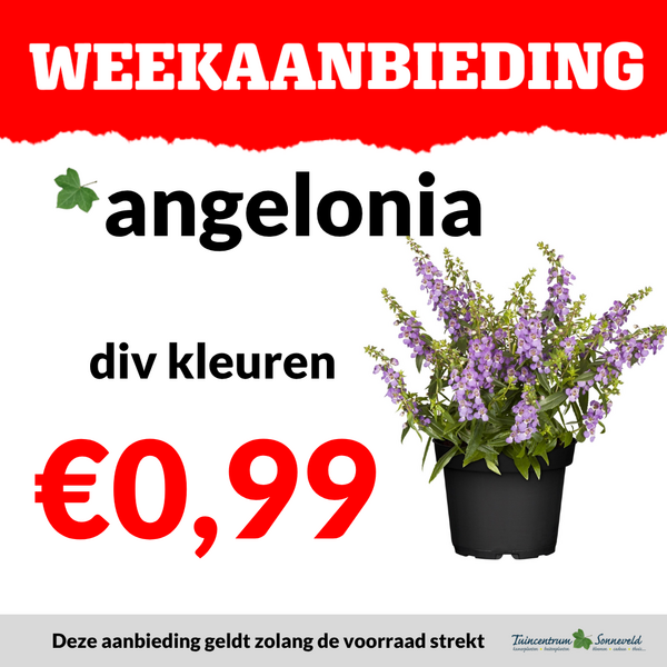 angelonia