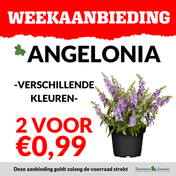 ANGELONIA 2 VOOR €0,99