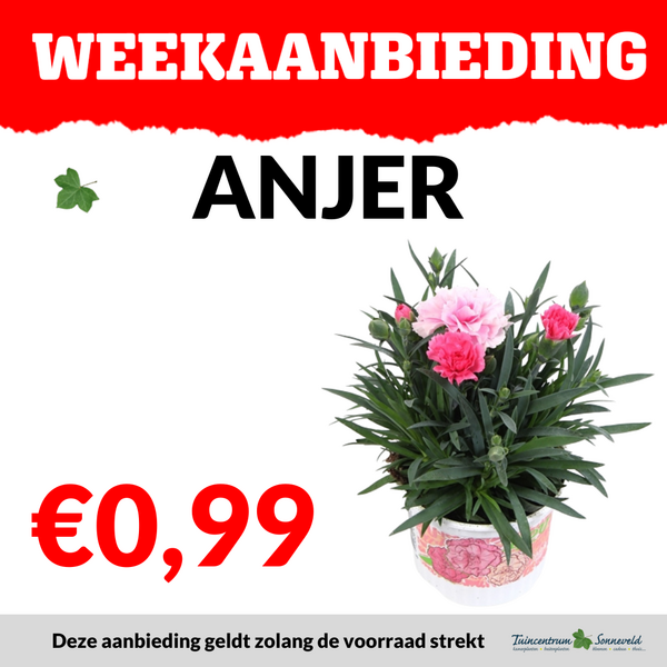 ANJER €0,99