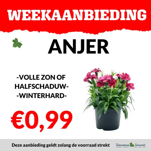 ANJER €0,99