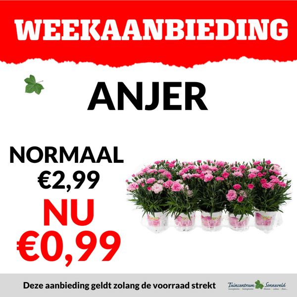 anjer €0,99