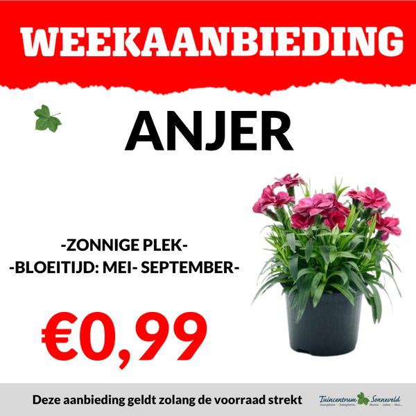 ANJER €0,99