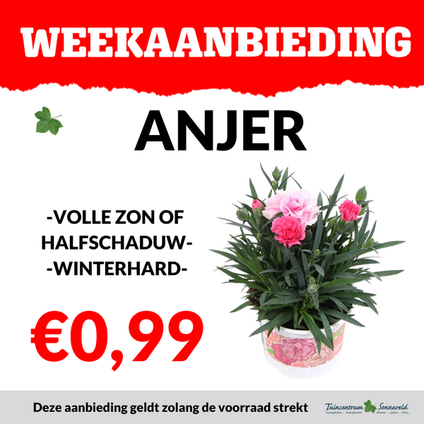anjer €0,99