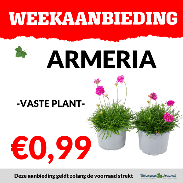 ARMERIA €0,99