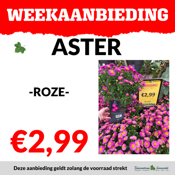 ASTER ROZE €2,99