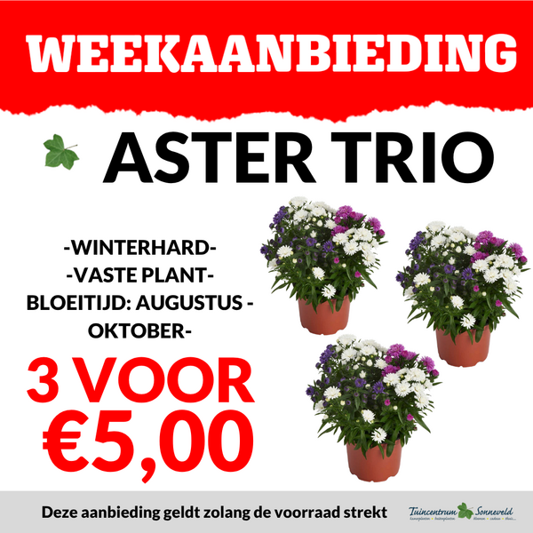 ASTER TRIO 3 VOOR €5,00