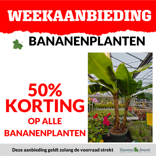 BANANENPLANTEN 50% KORTING