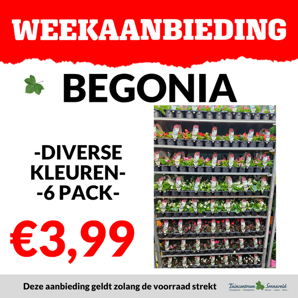 BEGONIA 6 PACK €3,99