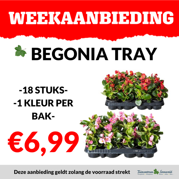 BEGONIA TRAY €6,99