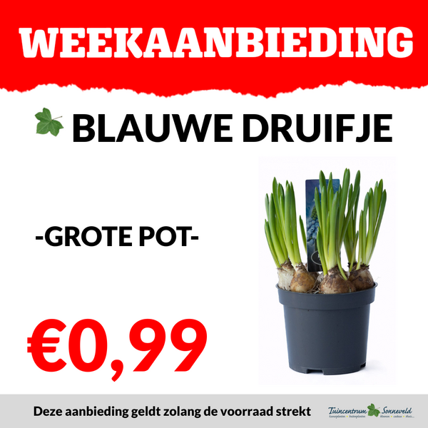 BLAUW DRUIFJE €0,99