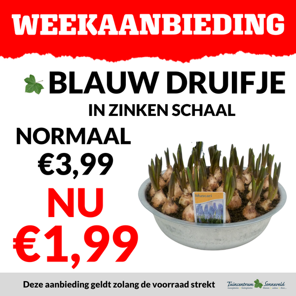 BLAUW DRUIFJE €1,99