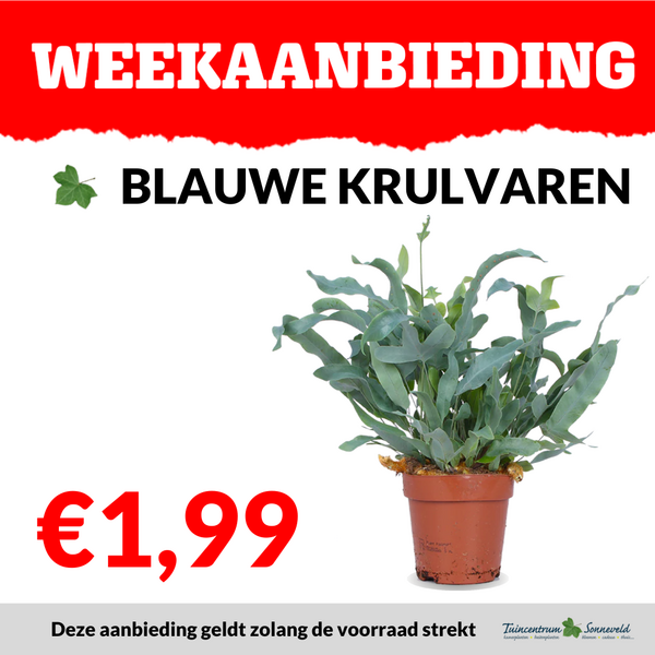 BLAUWE KRULVAREN €1,99