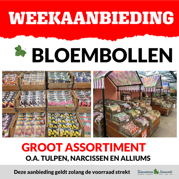 BLOEMBOLLEN