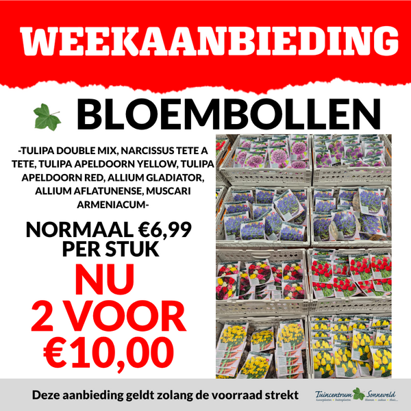 BLOEMBOLLEN 2 VOOR €10,00
