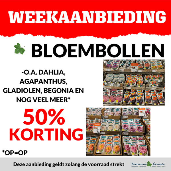 BLOEMBOLLEN 50% KORTING