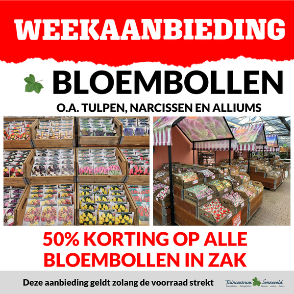 BLOEMBOLLEN 50% KORTING