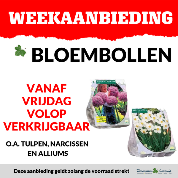 BLOEMBOLLEN VANAF VRIJDAG VERKRIJGBAAR