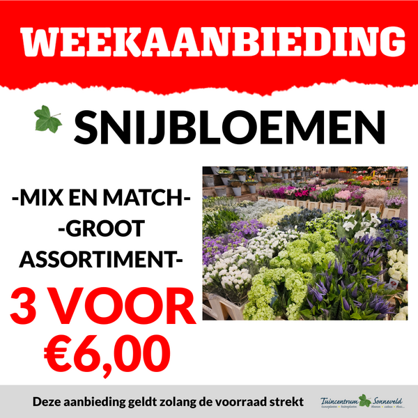 BLOEMEN 3 VOOR €6,00