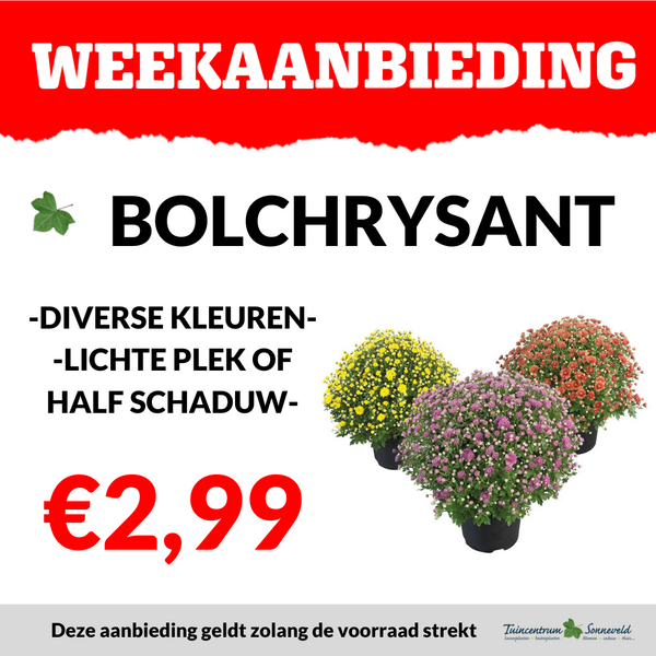 BOLCHRYSANT €2,99
