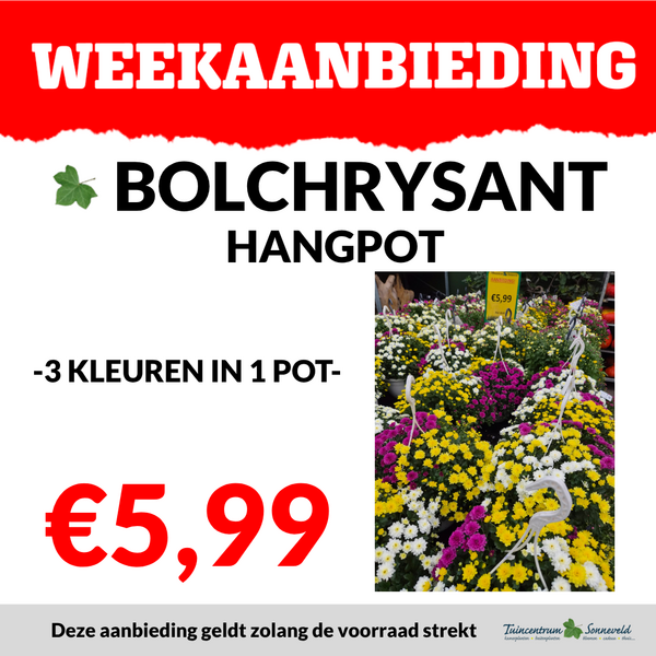 BOLCHRYSANT HANGPOT €5,99