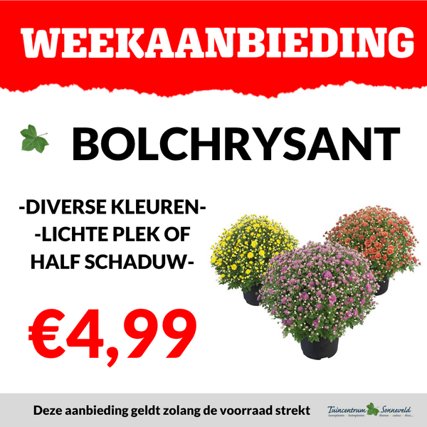 BOLCHRYSANTEN €4,99