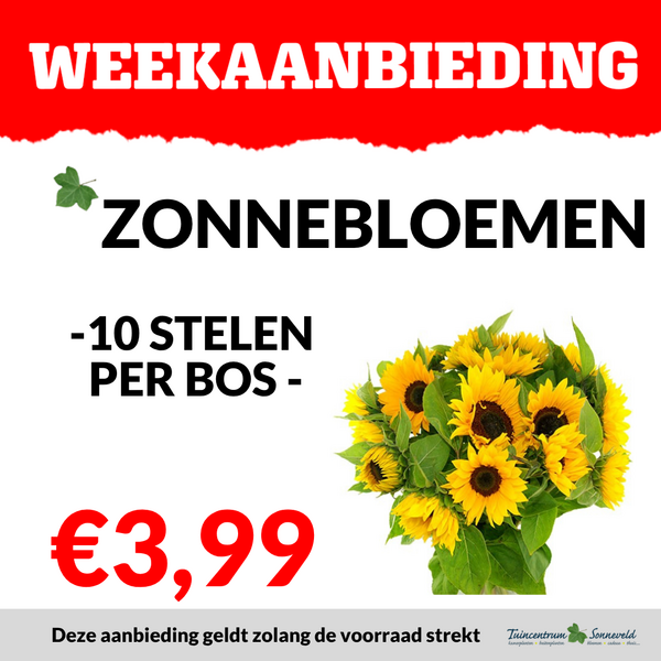 BOS ZONNEBLOEMEN