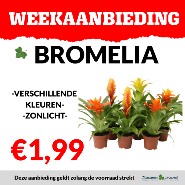 BROMELIA €1,99