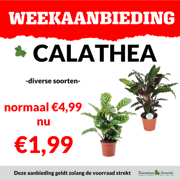 calathea