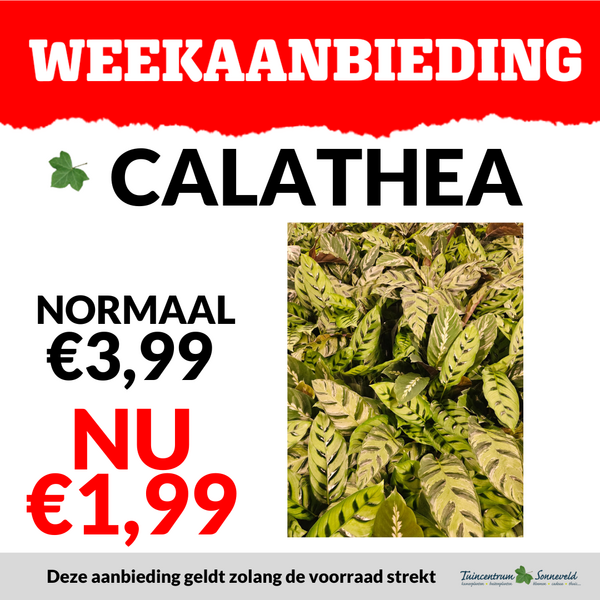CALATHEA €1,99