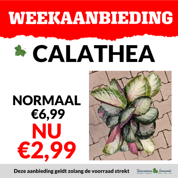 CALATHEA €2,99