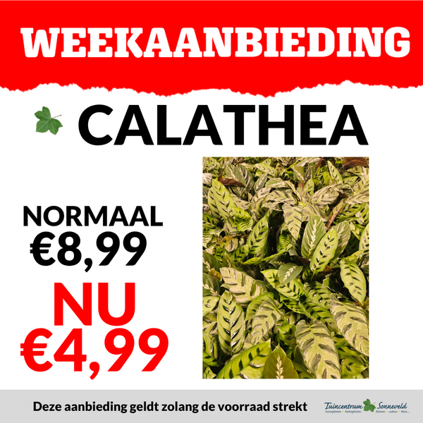 CALATHEA €4,99