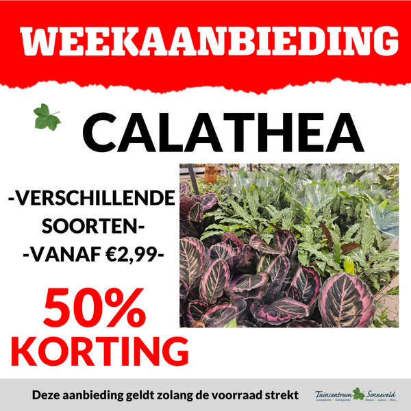 CALATHEA VANAF €2,99